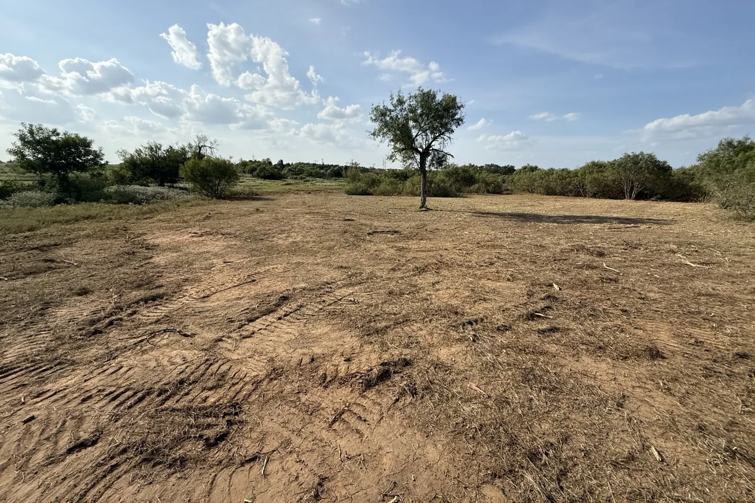 An open Elgin pasture after mesquite clearing with a mature live tree retained
